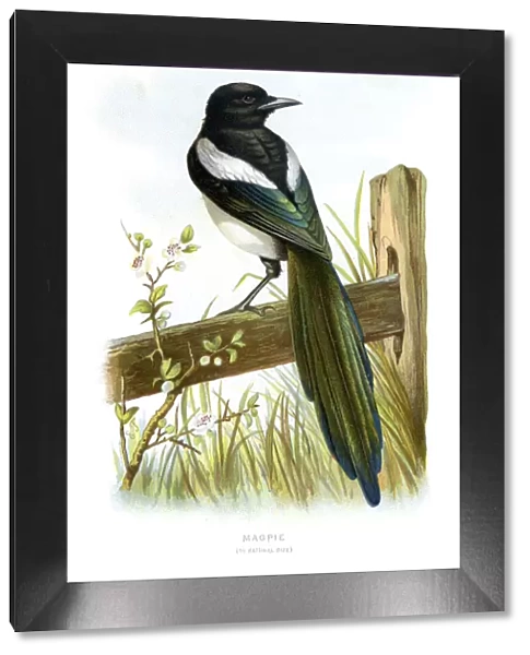 Magpie. Vintage colour lithograph from 1883 of a Magpie
