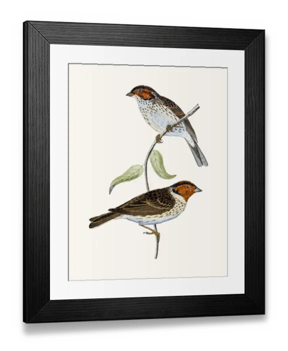 Framed Print : Little Bunting bird Framed Print : Little Bunting bird