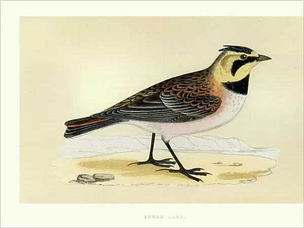 Birds - Shore lark - Eremophila alpestris