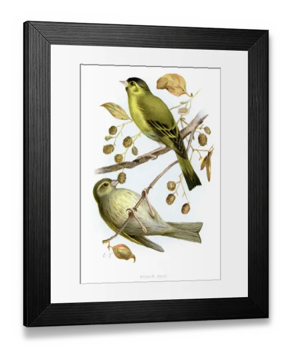 Framed Print : Eurasian Siskin - Carduelis spinus Framed Print : Eurasian Siskin - Carduelis spinus