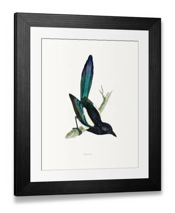 Framed Print : Magpie. A photograph of an original hand-colored engraving Framed Print : Magpie. A photograph of an original hand-colored engraving