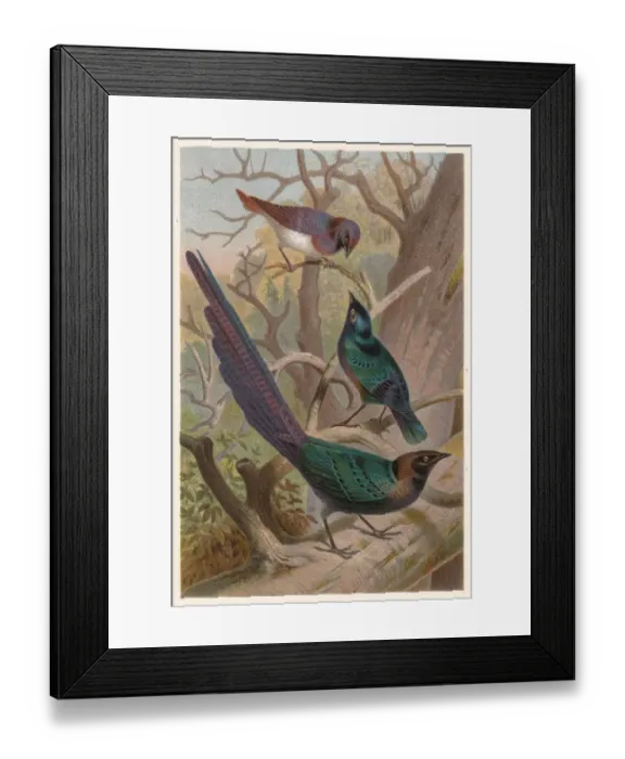 Framed Print : Glossy-starlings (Lamprotornis), lithograph, published in 1882 Framed Print : Glossy-starlings (Lamprotornis), lithograph, published in 1882