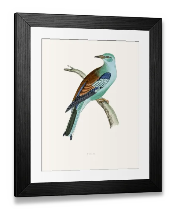 Framed Print : Roller bird Framed Print : Roller bird