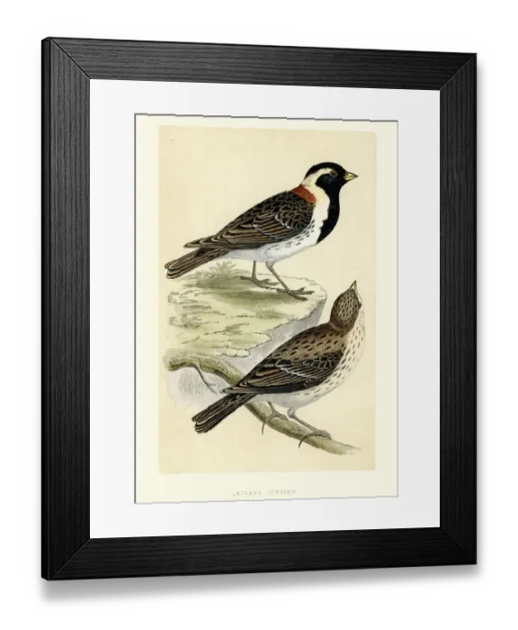 Framed Print : Natural History - Birds - Lapland longspur Framed Print : Natural History - Birds - Lapland longspur