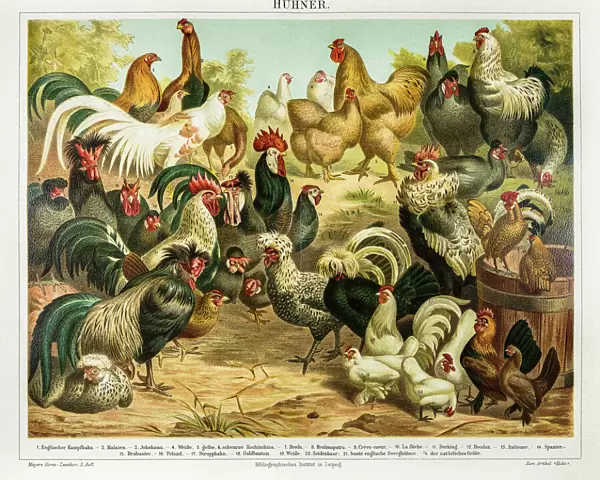 Chicken poultry engraving 1895
