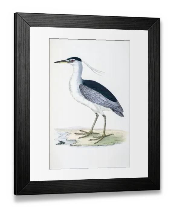 Framed Print : Heron bird 19 century illustration Framed Print : Heron bird 19 century illustration