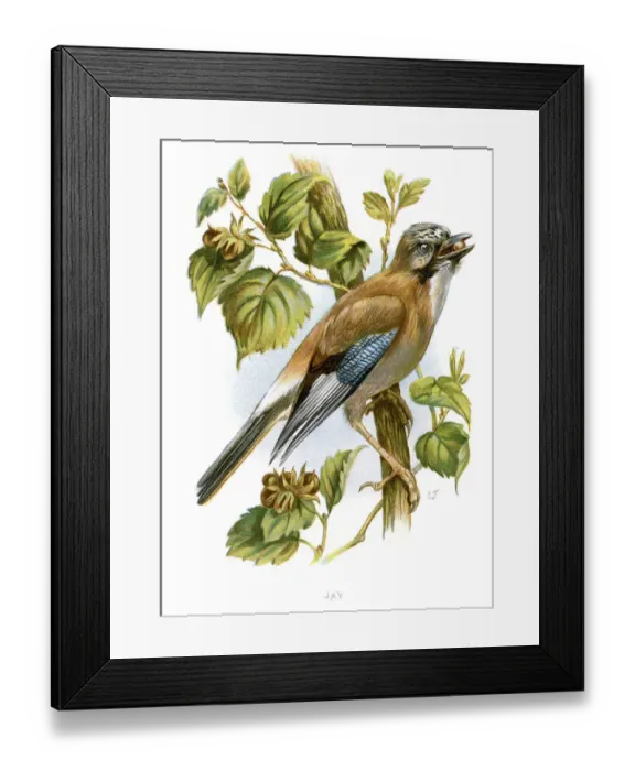 Framed Print : Eurasian Jay - Garrulus glandarius Framed Print : Eurasian Jay - Garrulus glandarius