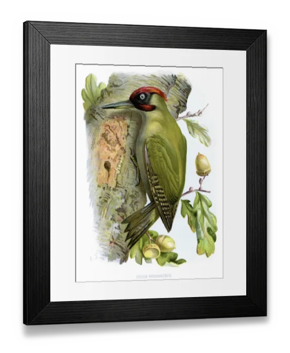 Framed Print : Animal, Animal Themes, Animals In The Wild, Antique, Art, Biology, Bird, Bird Watching Framed Print : Animal, Animal Themes, Animals In The Wild, Antique, Art, Biology, Bird, Bird Watching