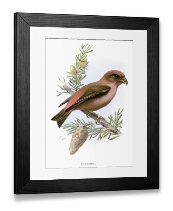 Framed Print : Crossbill - Loxia curvirostra