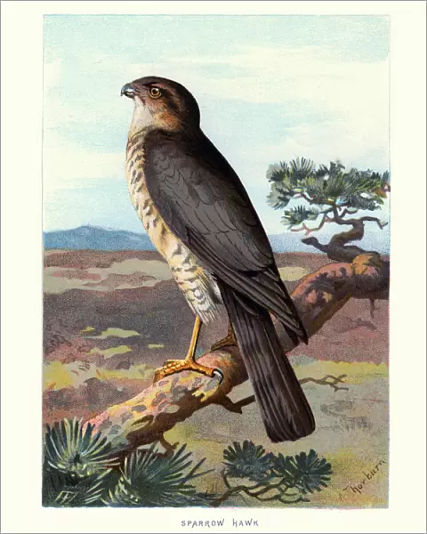 Natural History - Birds - Eurasian sparrowhawk
