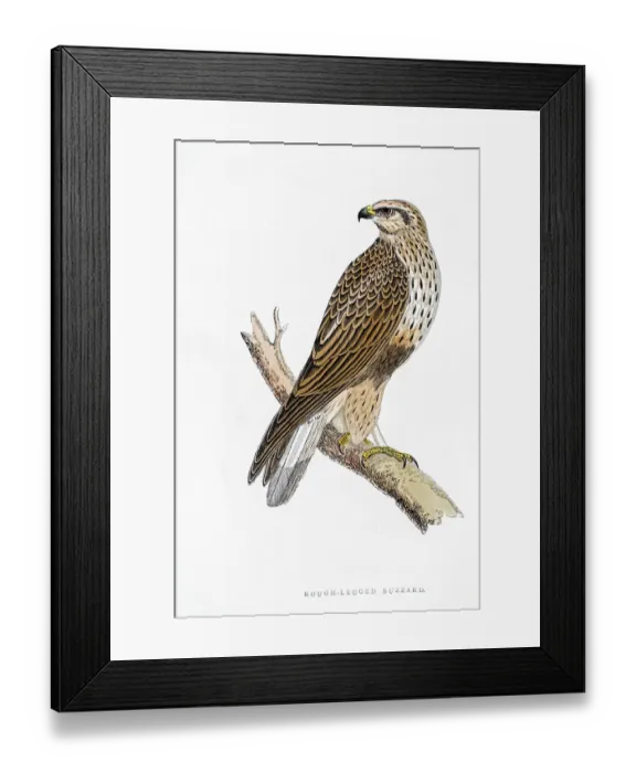 Framed Print : Buzzard bird 19 century illustration Framed Print : Buzzard bird 19 century illustration
