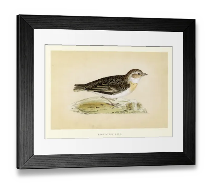 Framed Print : Natural History - Birds - Short toed Lark Framed Print : Natural History - Birds - Short toed Lark