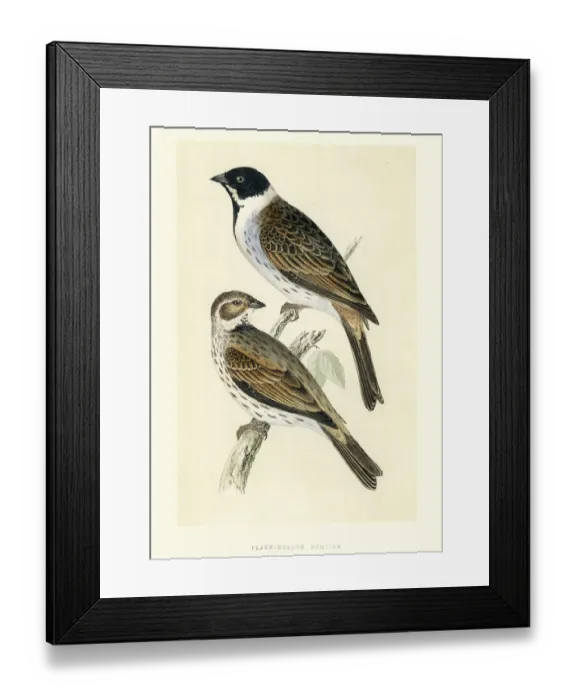 Framed Print : Natural History Birds - Black-headed bunting (Emberiza melanocep Framed Print : Natural History Birds - Black-headed bunting (Emberiza melanocep