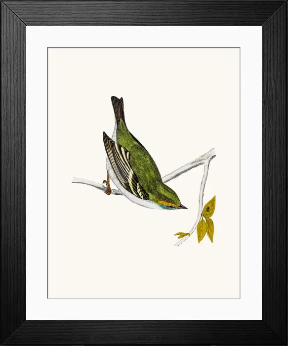 Framed Print : Yellow-Browed Warbler Framed Print : Yellow-Browed Warbler