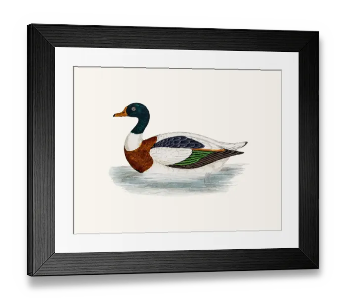 Framed Print : Shelduck Tadorna Duck Waterfowl bird Framed Print : Shelduck Tadorna Duck Waterfowl bird