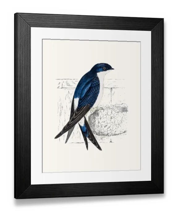 Framed Print : Swallow bird Framed Print : Swallow bird