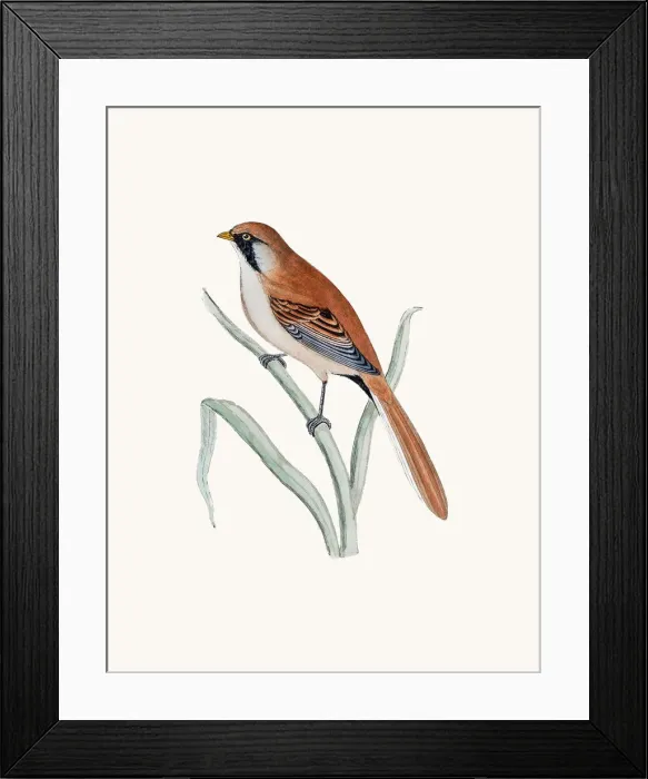 Framed Print : Bearded titmouse Framed Print : Bearded titmouse