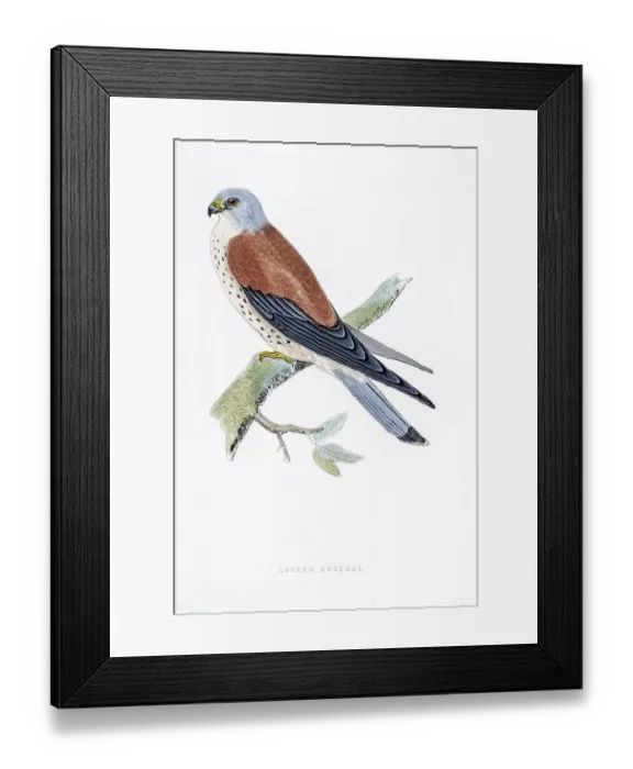 Framed Print : Kestrel falcon bird 19 century illustration Framed Print : Kestrel falcon bird 19 century illustration