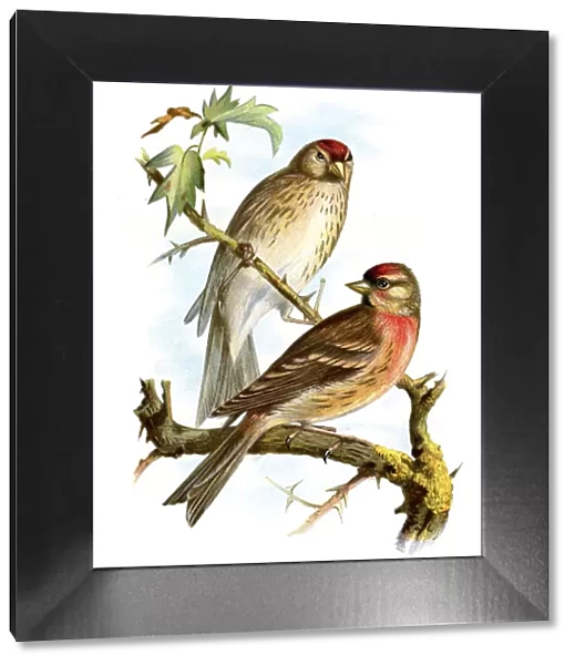 Redpoll. Vintage lithograph from 1883 of a pair of Redpolls
