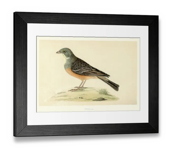 Framed Print : Natural history - Birds - Ortolan bunting Framed Print : Natural history - Birds - Ortolan bunting