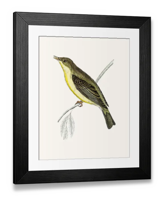 Framed Print : Willow Warbler