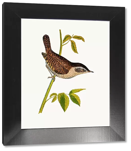 Wren bird. A photograph of an original hand-colored engraving