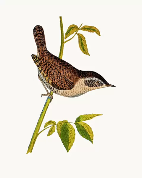 Wren bird. A photograph of an original hand-colored engraving