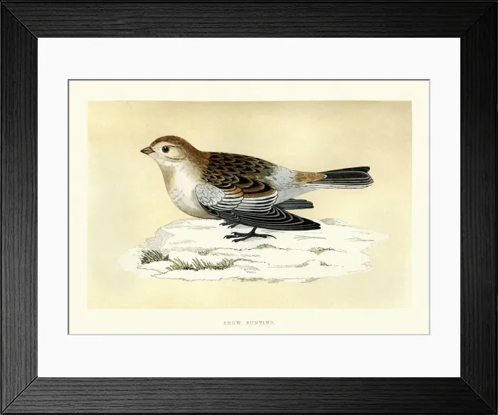 Framed Print : Natural History - Birds - Snow bunting Framed Print : Natural History - Birds - Snow bunting