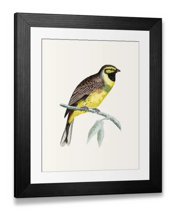 Framed Print : Cirl Bunting bird Framed Print : Cirl Bunting bird
