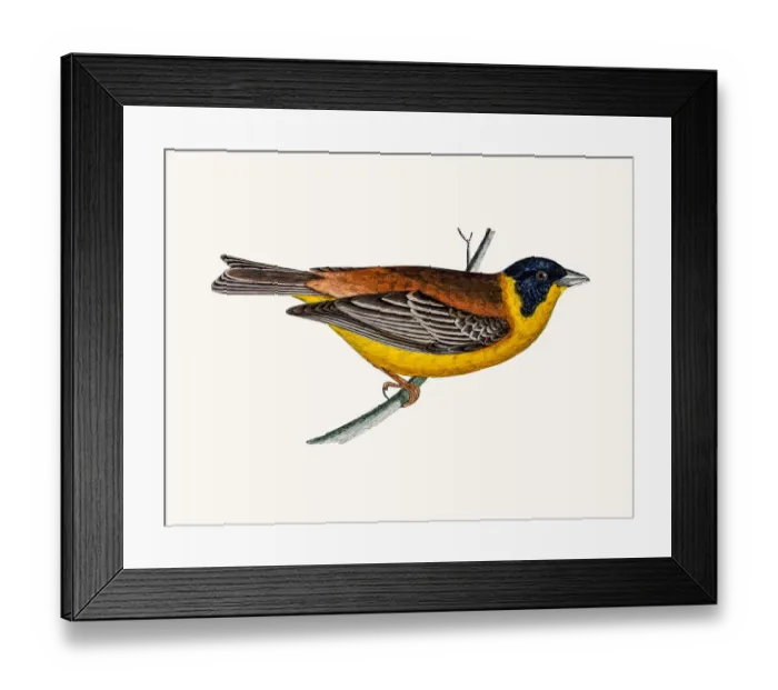 Framed Print : Black Headed Bunting bird Framed Print : Black Headed Bunting bird