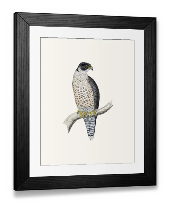 Framed Print : Peregrine bird of prey Framed Print : Peregrine bird of prey
