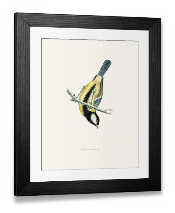 Framed Print : Great Titmouse Framed Print : Great Titmouse