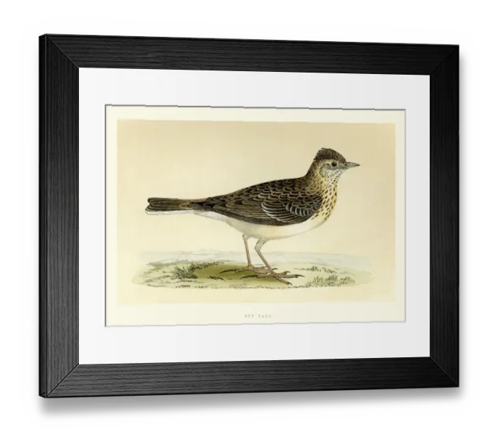 Framed Print : Natural History - Birds - Eurasian skylark Framed Print : Natural History - Birds - Eurasian skylark