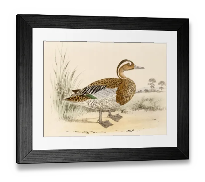 Framed Print : Garganey teal, 19 century science illustration Framed Print : Garganey teal, 19 century science illustration