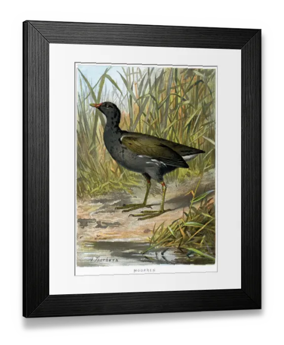 Framed Print : Animal, Animal Themes, Animals In The Wild, Antique, Art, Biology, Bird, Bird Watching Framed Print : Animal, Animal Themes, Animals In The Wild, Antique, Art, Biology, Bird, Bird Watching