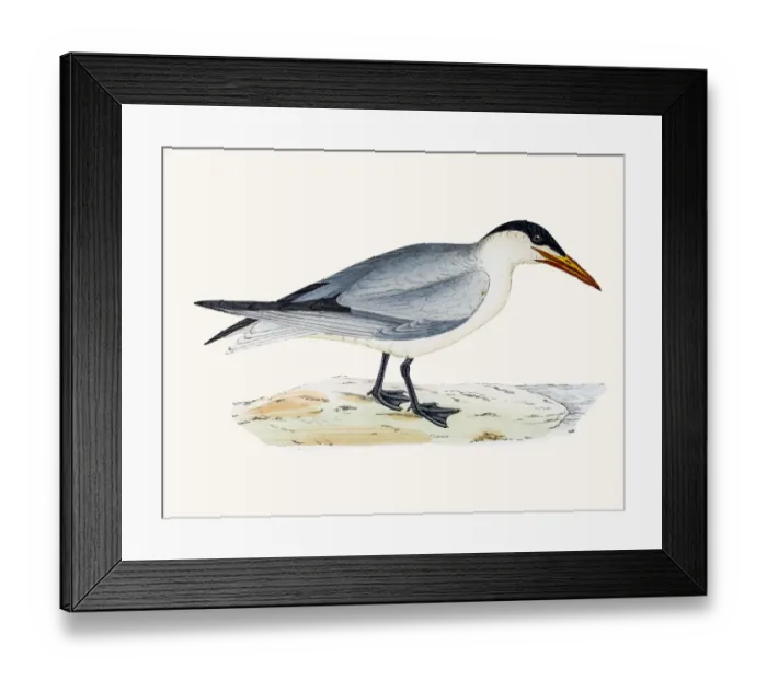 Framed Print : Caspian tern Framed Print : Caspian tern