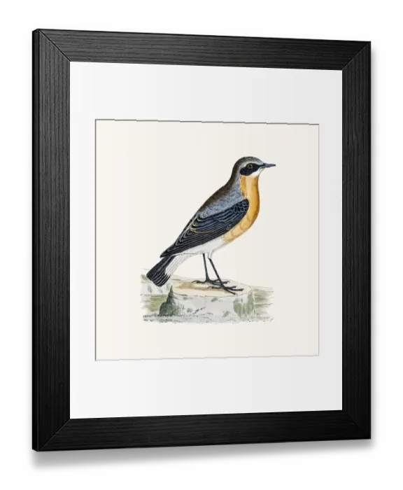 Framed Print : Wheatear bird Framed Print : Wheatear bird