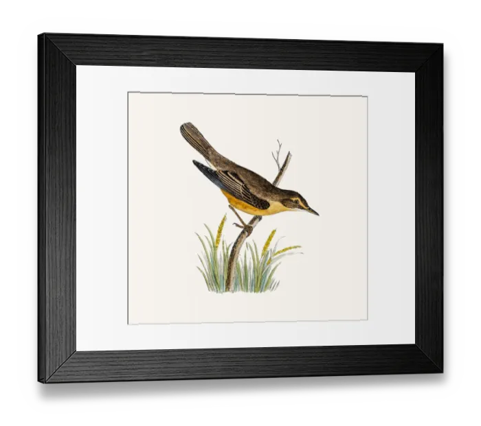 Framed Print : Marsh Warbler Framed Print : Marsh Warbler