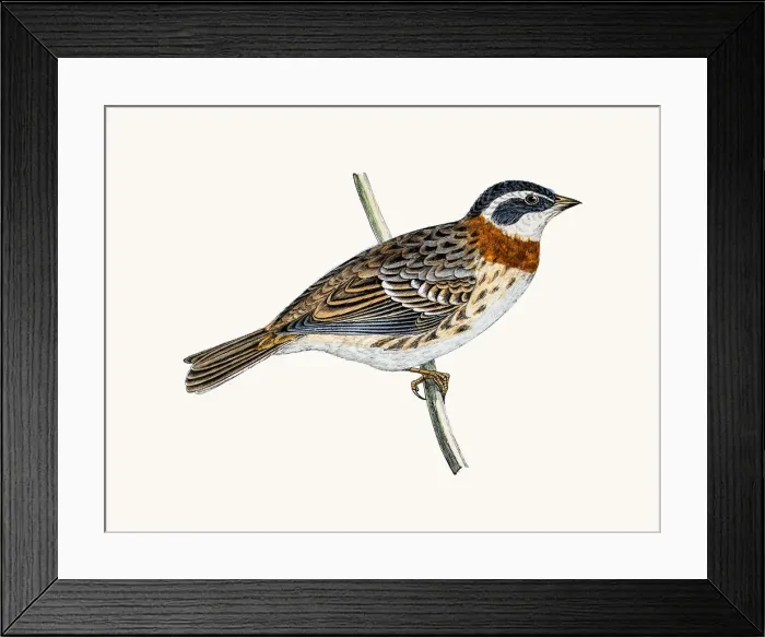 Framed Print : Rustic Bunting bird Framed Print : Rustic Bunting bird