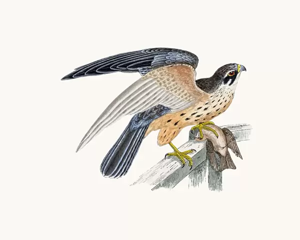 Hobby small falcon bird of prey