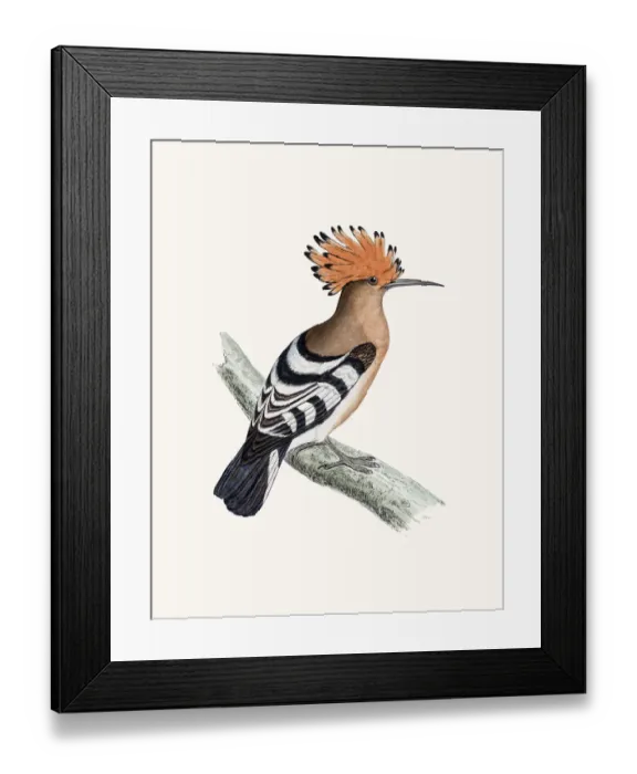 Framed Print : Hoopoe bird Framed Print : Hoopoe bird