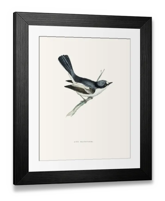Framed Print : European pied flycatcher bird Framed Print : European pied flycatcher bird