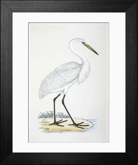 Framed Print : Heron bird 19 century illustration Framed Print : Heron bird 19 century illustration