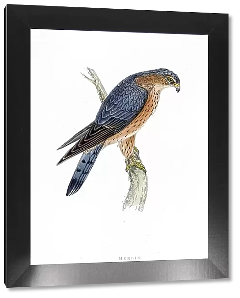 Merlin falcon bird 19 century illustration