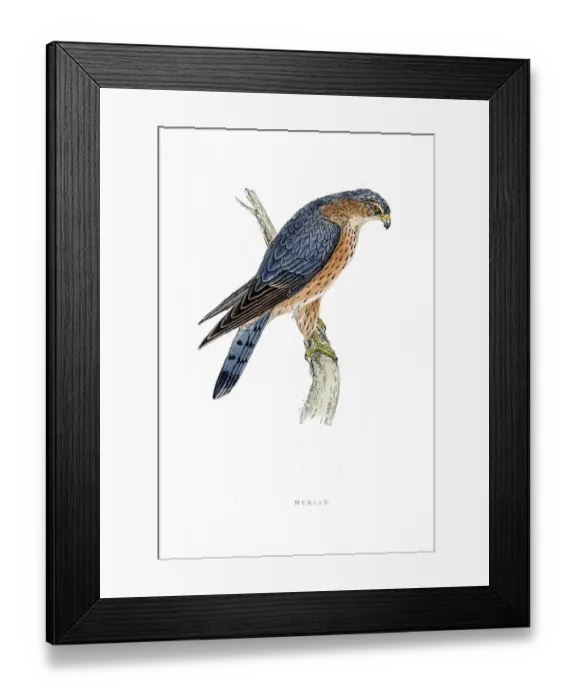 Framed Print : Merlin falcon bird 19 century illustration Framed Print : Merlin falcon bird 19 century illustration