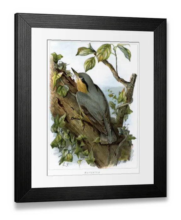 Framed Print : Eurasian Nuthatch - Sitta europaea Framed Print : Eurasian Nuthatch - Sitta europaea