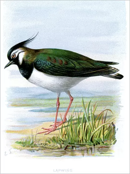 Lapwing. Vintage lithograph from 1883 of a Northern Lapwing 