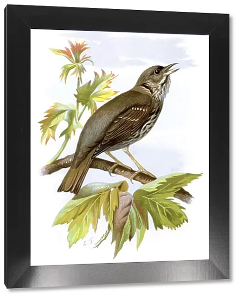 Thrush. Vintage lithograph from 1883 of a Thrush