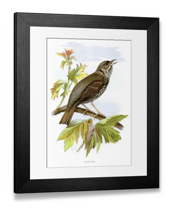 Framed Print : Thrush. Vintage lithograph from 1883 of a Thrush Framed Print : Thrush. Vintage lithograph from 1883 of a Thrush