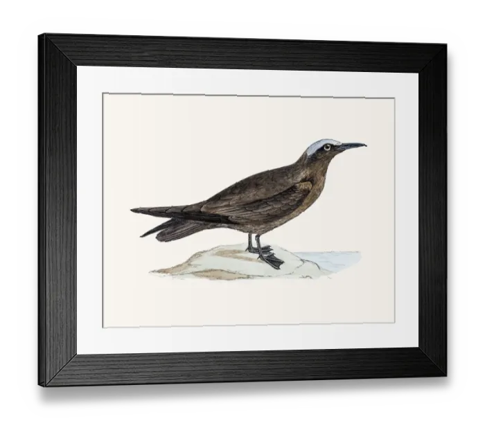 Framed Print : Noddy tern bird